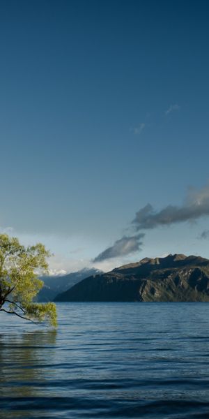 Tranquil phone wallpaper featuring a solitary tree by a serene lake