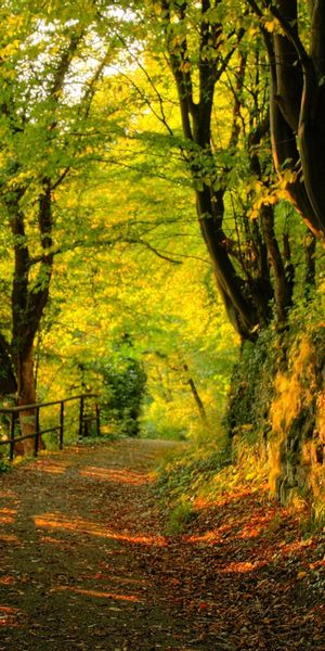Serene 4K wallpaper featuring a tranquil forest path surrounded by trees
