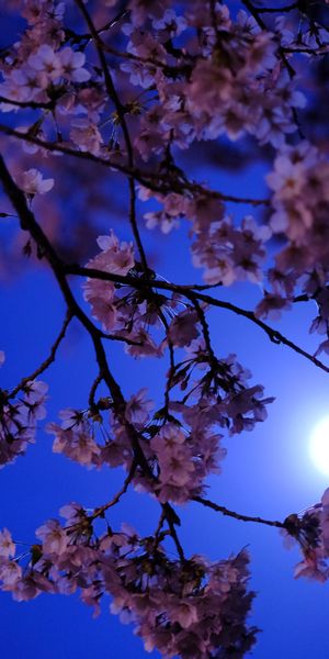 Sakura Flowers Glowing Under the Moonlight