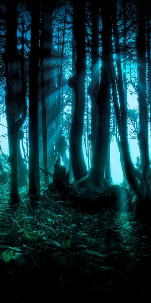 Spooky Dark Forest Night Scene Wallpaper