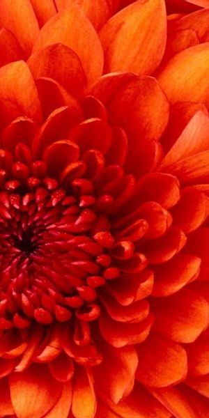 Beautiful 4K phone wallpaper featuring vibrant orange dahlia flowers