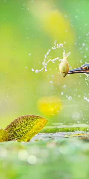 Phone wallpaper: Birds, Lotus, Flower, Bird, Blur, Animal, Fish, Kingfisher, Purple Flower free down