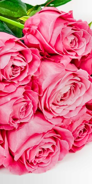 Beautiful 4K phone wallpaper featuring pink roses and lush green leaves