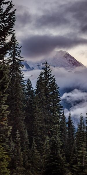 Phone wallpaper: Clouds, Trees, Spruce, Fir, Nature, Sky, Mountains free download