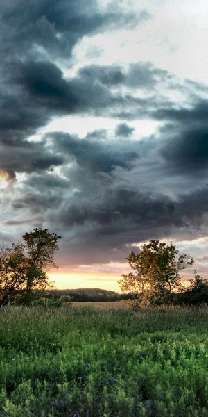 Beautiful Sunrise Landscape with Trees in a Serene Field
