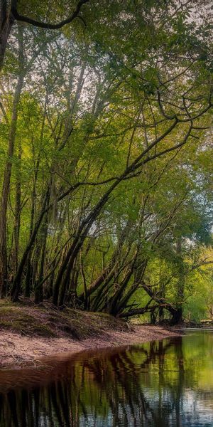 Phone wallpaper: Trees, Stream, Tree, Earth free download