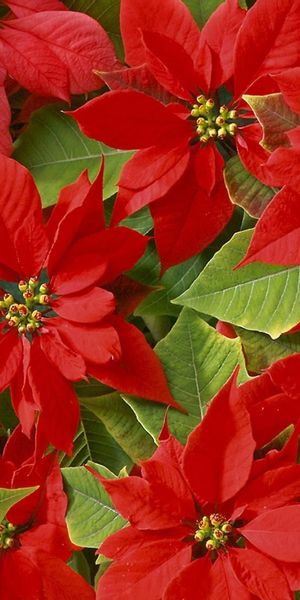 Phone wallpaper: Flowers, Leaves, Beauty, Bright free download