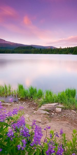 Breathtaking Lake Scene with Mountain and Colorful Wildflowers
