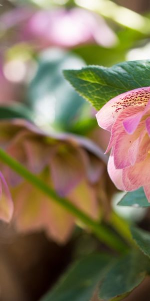 Phone wallpaper: Flowers, Flower, Macro, Blur, Earth, Pink Flower free download