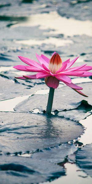 Beautiful Pink Lotus Flower on Water Surface