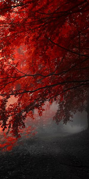 Vibrant Red Trees in a Mystical Fall Forest