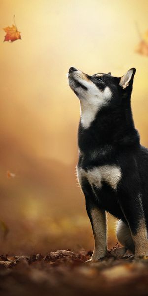 Phone wallpaper: Dogs, Dog, Blur, Leaf, Animal, Puppy, Husky, Baby Animal free download