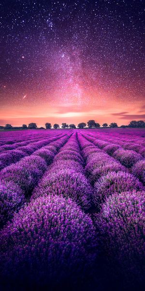 Breathtaking Lavender Field Beneath a Starry Sky