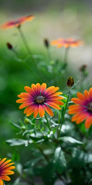Osteospermum Flowers in Bloom