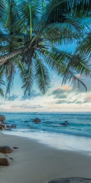 Tropical Beach Wallpaper: Palm Trees and Ocean Horizon in 4K Quality