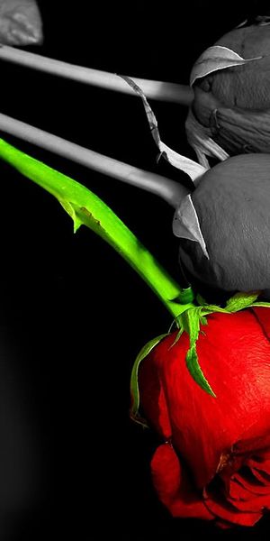 Elegant Red Rose Standing Out in Black and White