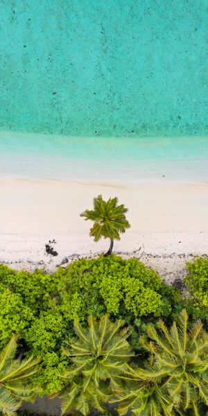 Phone wallpaper: Beach, Nature, View From Above, Sand, Sea, Palms free download
