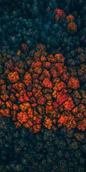 Phone wallpaper: Autumn Paints, Trees, Forest, View From Above, Nature, Autumn Colors, Bright, Autum