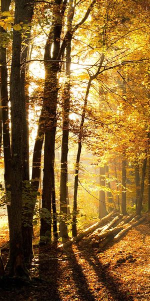 Phone wallpaper: Trees, Logs, Nature, Forest, Sunlight, Road free download