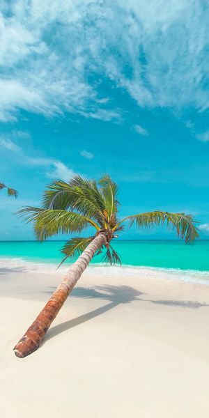 Ultra HD Tropical Beach with Leaning Palm Tree