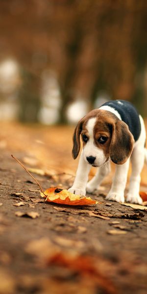 Phone wallpaper: Dogs, Dog, Blur, Leaf, Fall, Animal, Puppy, Sad, Bokeh, Beagle free download