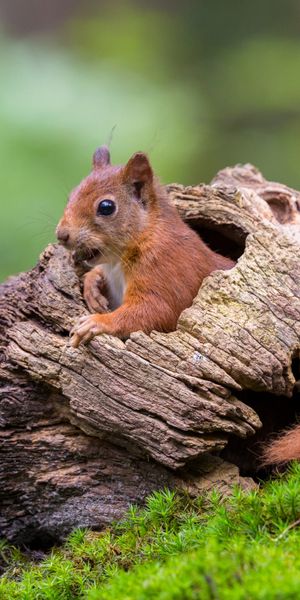 Phone wallpaper: Squirrel, Blur, Animal, Moss, Rodent free download