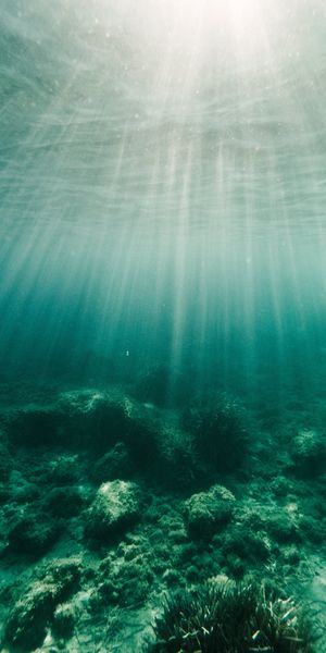 Underwater Rays Illuminating Seaweed and Algae