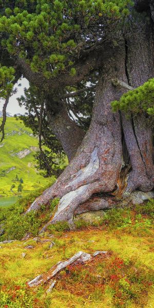 Phone wallpaper: Landscape, Trees, Mountain, Tree, Earth, River free download