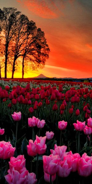 Vibrant Sunset Over a Tulip Field with Red and Pink Flowers