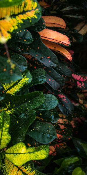 Vibrant Macro Leaves with Colorful Drops