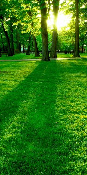 Trendy Green Landscape Perfect for Phone Wallpaper