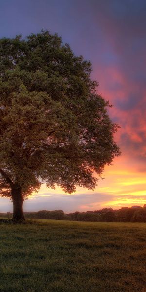 Phone wallpaper: Trees, Field, Tree, Earth, Landscape free download