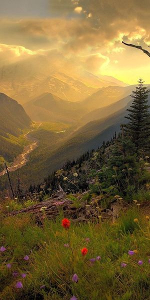 Breathtaking Sunset Landscape with Flowers and Mountains