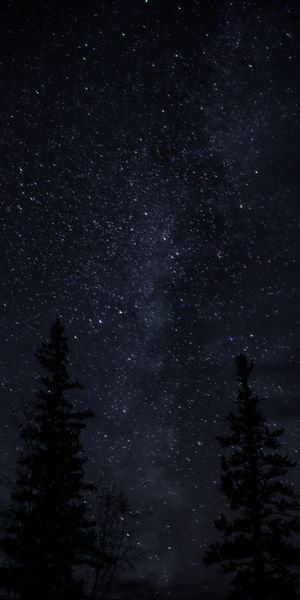 Captivating 4K Phone Wallpaper: Starry Night Sky with Silhouetted Trees