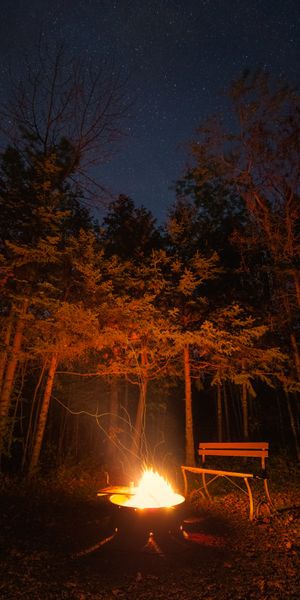 Serene Night Forest with Bonfire and Cozy Bench