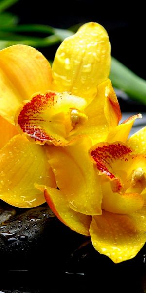 Beautiful Yellow Orchids on Smooth Stones for a Zen Experience