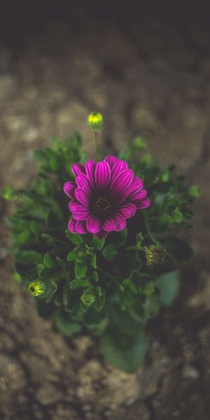 Phone wallpaper: Flower, Macro, Smooth, Close Up, Violet, Blur, Purple free download