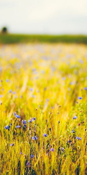 Phone wallpaper: Landscape, Nature, Flower, Blur, Earth, Field free download