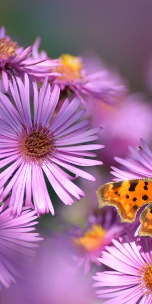 Phone wallpaper: Nature, Flower, Blur, Butterfly, Animal, Daisy, Pink Flower free download