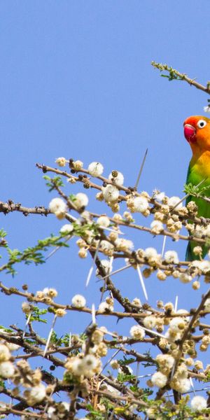 Phone wallpaper: Animals, Wood, Branches, Tree, Motley, Multicolored, Parrots free download