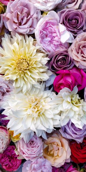 Phone wallpaper: Flowers, Dahlias, Bouquet, Motley, Composition, Multicolored, Roses free download