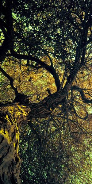 Phone wallpaper: Trees, Sun, Photography, Tree, Forest, Earth free download