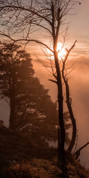 Phone wallpaper: Trees, Fog, Clouds, Sunset, Nature free download