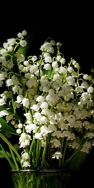 Lily of the Valley: A Stunning Nature Wallpaper