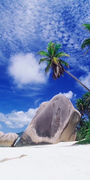 Breathtaking beach wallpaper featuring palm trees, ocean, and sky