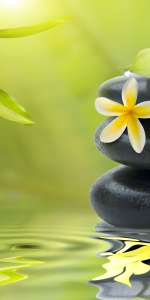 High-Quality Mobile Wallpaper Featuring Serene Flowers and Stones