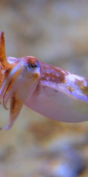 Phone wallpaper: Cuttlefish, Squid, Fishes, Blur, Animal free download