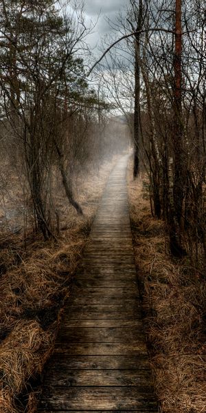 Phone wallpaper: Nature, Forest, Fog, Path, Boardwalk, Man Made free download