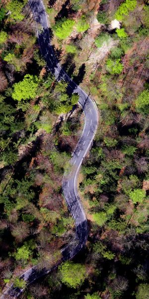 Phone wallpaper: Winding, Trees, Forest, Road, Nature, Sinuous free download