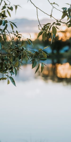 Calm Lake View with Blurred Branches and Leaves